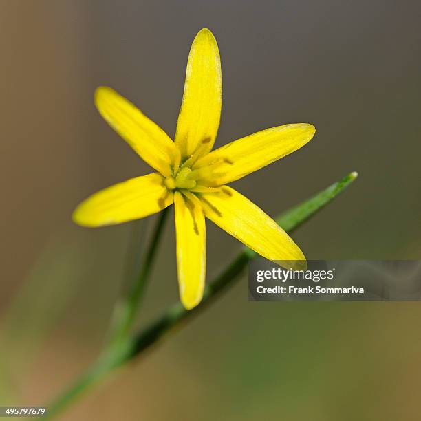 yellow star-of-bethlehem -gagea lutea-, hainich national park, thuringia, germany - gagea stock pictures, royalty-free photos & images