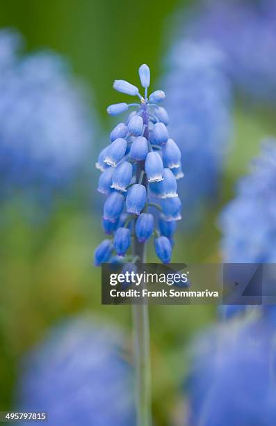 small grape hyacinth -muscari botryoides-, flowers, thuringia, germany - muscari botryoides stock pictures, royalty-free photos & images