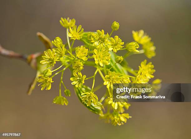 norway maple -acer platanoides-, flowering, thuringia, germany - flowering maple tree stock pictures, royalty-free photos & images