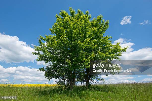 field maple -acer campestre-, thuringia, germany - ahorn stock-fotos und bilder