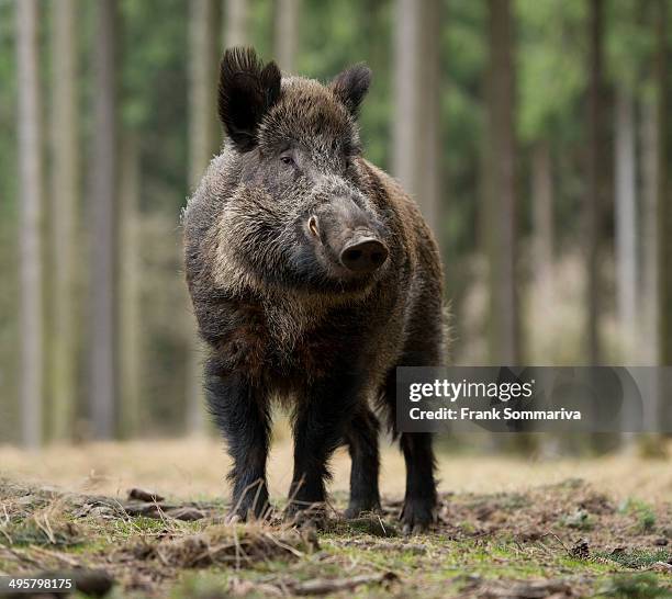 wild boar -sus scrofa-, tusker in winter coat, captive, saxony, germany - saxony stock pictures, royalty-free photos & images