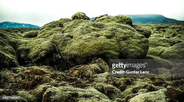 iceland moss -cetraria islandica- on lava rocks, stoovarfjorour, southern region, iceland - lachen stock pictures, royalty-free photos & images