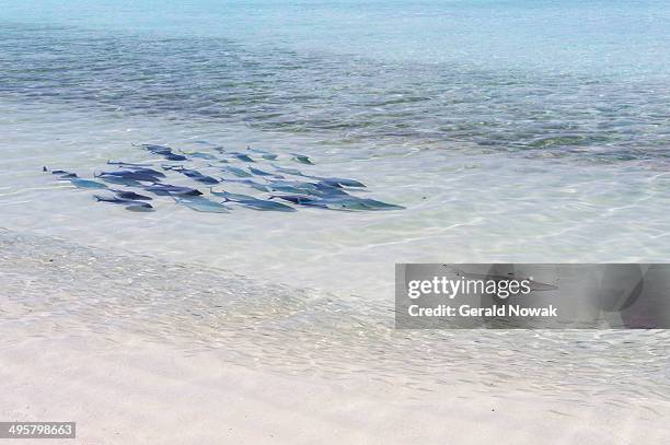 bluefin trevally -caranx melampygus- chasing a blacktip reef shark -carcharhinus melanopterus-, kurendhoo island, lhaviyani atoll, maldives - blacktip reef shark foto e immagini stock