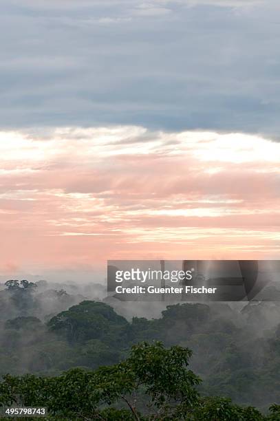 morning mist over the treetops of the rainforest, tambopata nature reserve, madre de dios region, peru - madre de dios stock-fotos und bilder