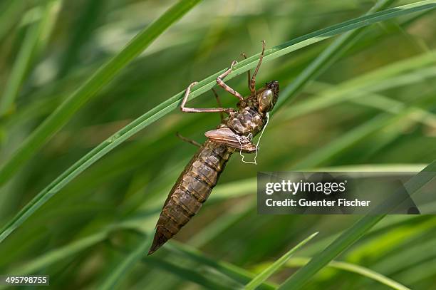 Exuvia Insect Exuvia Photos and Premium High Res Pictures - Getty Images