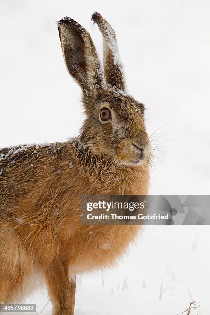 european hare -lepus europaeus- in the snow, burgenland, austria - brown hare stockfoto's en -beelden