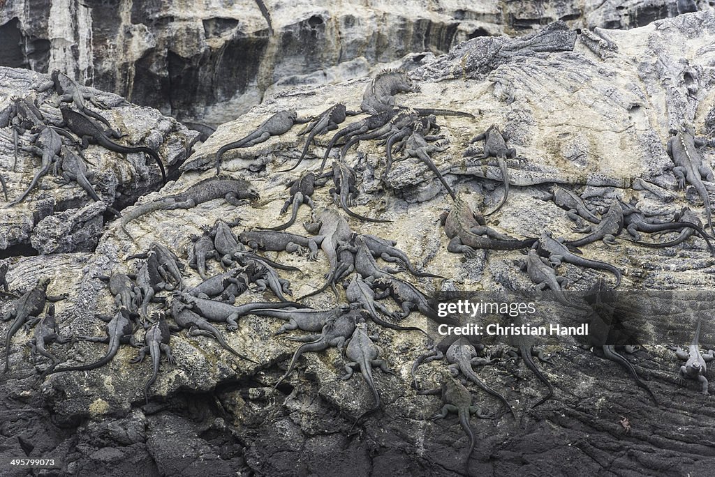 Rocks on the coast with a large colony of Marine Iguanas -Amblyrhynchus cristatus-, Fernandina Island, Galapagos Islands, Ecuador