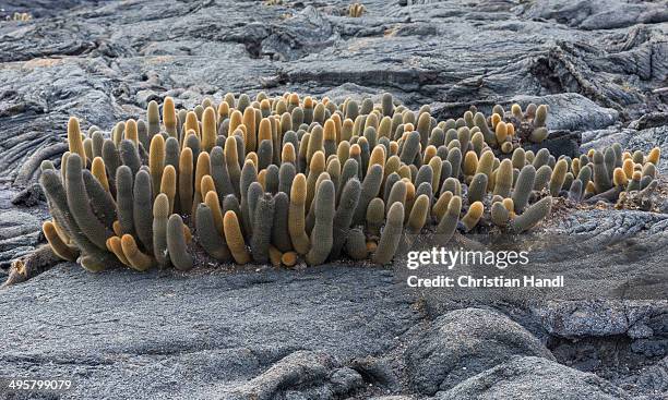 lava cactus -brachycereus nesioticus-, fernandina island, galapagos islands, ecuador - lava cacti brachycereus nesioticus stock pictures, royalty-free photos & images