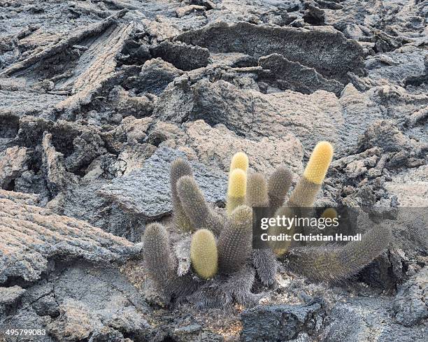 lava cactus -brachycereus nesioticus-, fernandina island, galapagos islands, ecuador - lava cacti brachycereus nesioticus stock pictures, royalty-free photos & images
