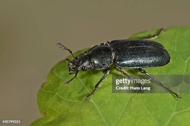 Milon Insects Caraboides Photos and Premium High Res Pictures - Getty Images
