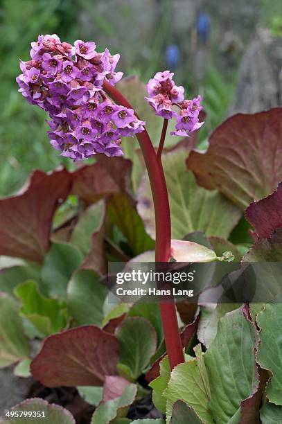 Heartleaf Bergenia Bergenia Cordifolia Untergroningen Abtsgmuend Badenwurttemberg Germany High-Res Stock Photo