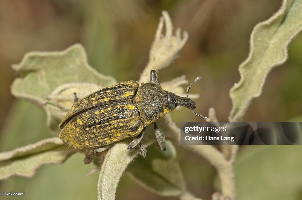 Elongated Bean Weevil or Snout Beetle -Lixus algirus-, Palaiokastro, Serres, Macedonia, Greece