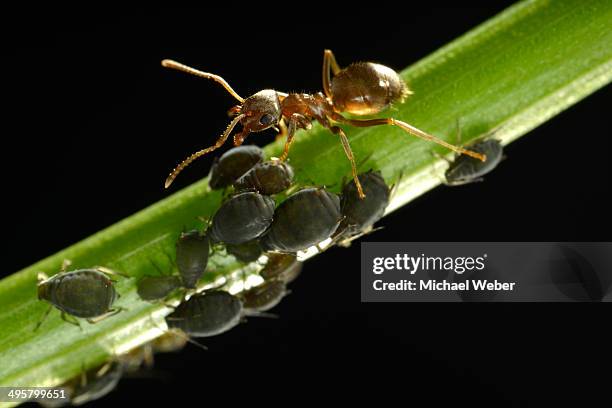 aphids -aphidoidea- being milked by an ant -formidicae-, beneficial insects and pests, macro shot, baden-wurttemberg, germany - aphid stock-fotos und bilder