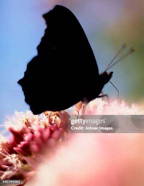 silhouette of butterfly, vastergotland, sweden - backlight stock pictures, royalty-free photos & images