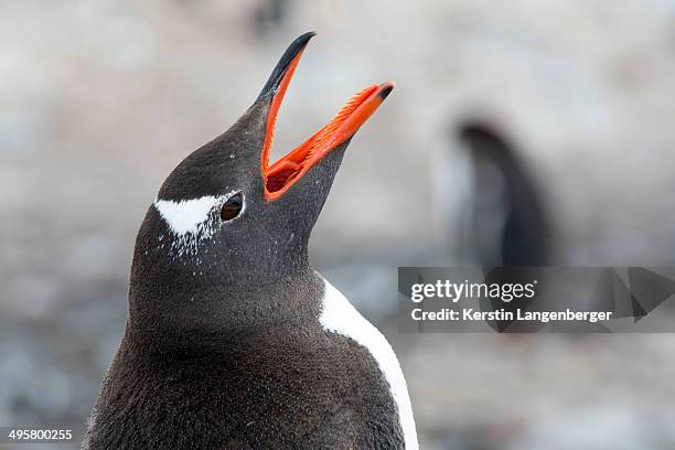 gentoo penguin -pygoscelis papua- calling, portrait, cuverville island, antarctic peninsula, antarctica - animal call stock-fotos und bilder