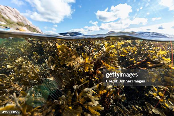 underwater view of seaweed, fjallbacka, bohuslan, sweden - seaweed stock pictures, royalty-free photos & images
