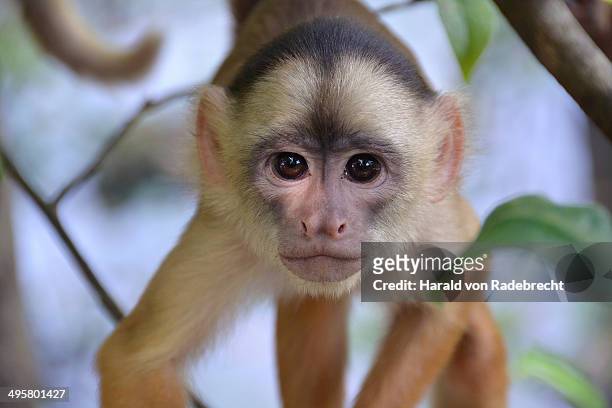 white-fronted capuchin -cebus albifrons-, mamiraua sustainable development reserve, near manaus, amazonas state, brazil - cebus albifrons stock pictures, royalty-free photos & images