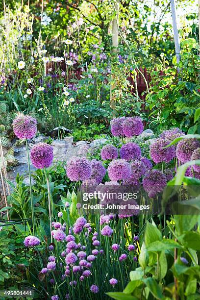 flowering allium in garden, stockholm, sweden - allium stock pictures, royalty-free photos & images