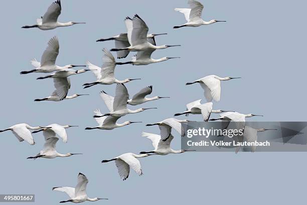 eurasian spoonbill or common spoonbill -platalea leucorodia- flock with young birds during the autumn migration, east frisian islands, east frisia, lower saxony, germany - lepelaar stockfoto's en -beelden