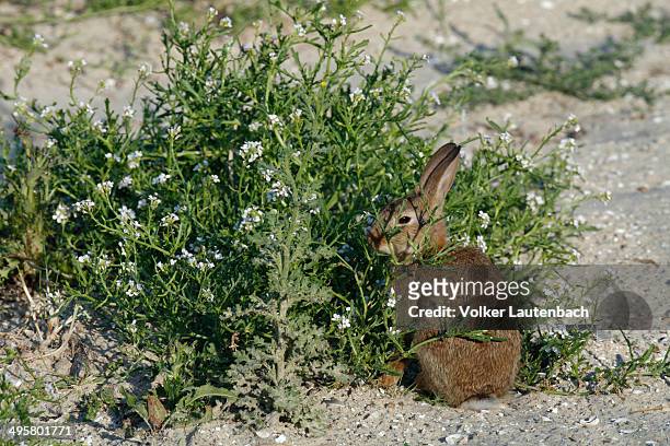 feral domestic rabbit -oryctolagus cuniculus forma domestica-, east frisian islands, east frisia, lower saxony, germany - forma stock pictures, royalty-free photos & images