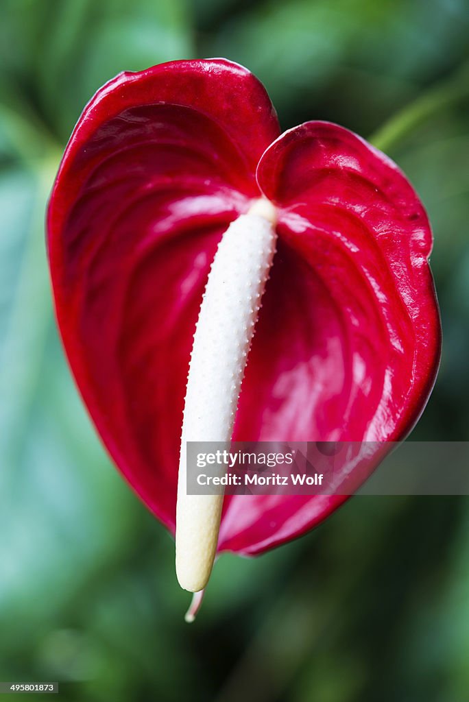 Red Flamingo Flower -Anthurium paradiso-