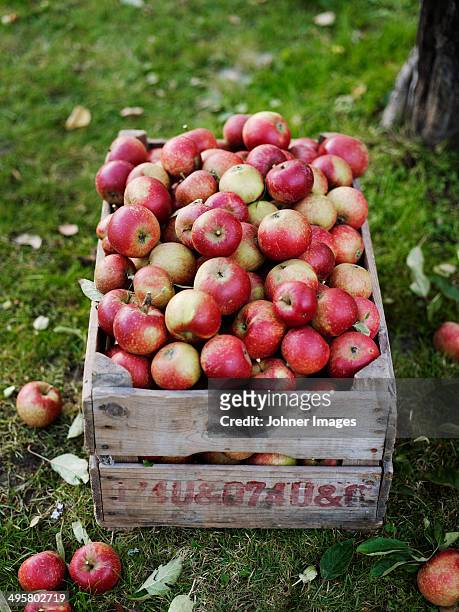 apples in wooden box, varmdo, uppland, sweden - apple picking stockfoto's en -beelden