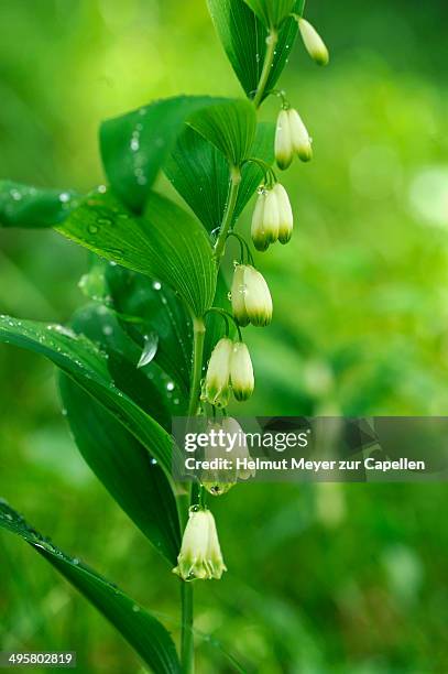 solomon's seal, david's harp or ladder-to-heaven -polygonatum multiflorum- with raindrops, berchtesgadener land district, upper bavaria, bavaria, germany - polygonatum multiflorum stockfoto's en -beelden