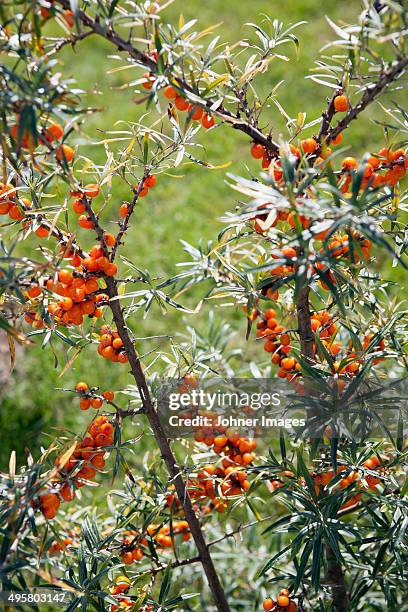 close-up of sea buckthorn berries - buckthorn stock pictures, royalty-free photos & images