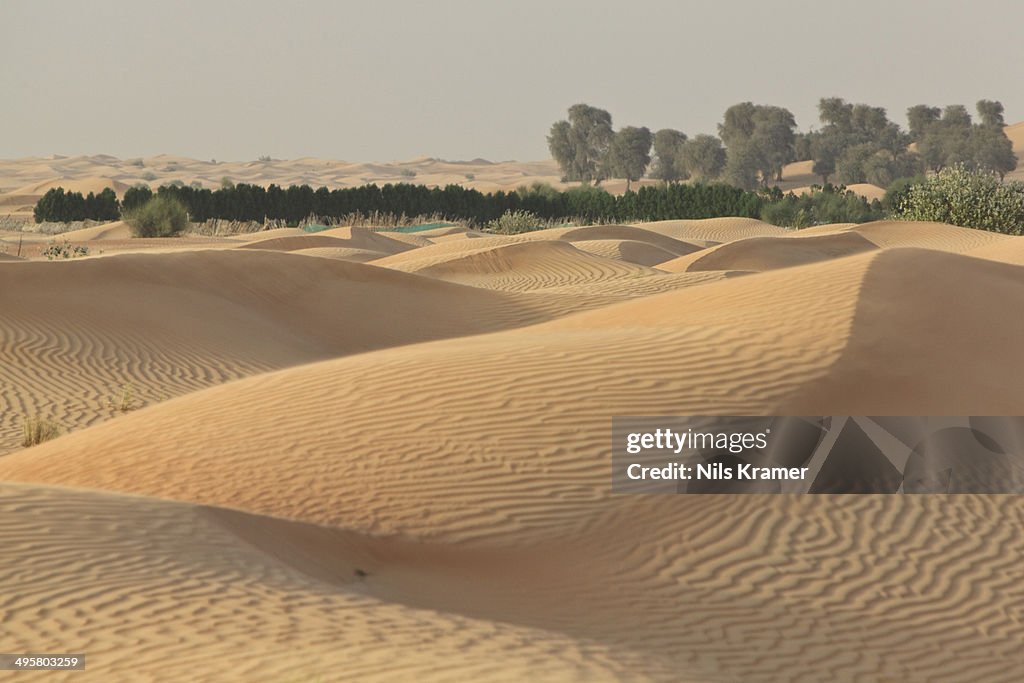 Oasis with date palms surrounded by sand dunes, Emirate of Dubai, United Arab Emirates