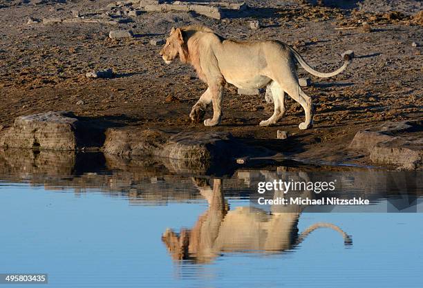 lion -panthera leo- at a waterhole, etosha national park, namibia - waterhole - fotografias e filmes do acervo