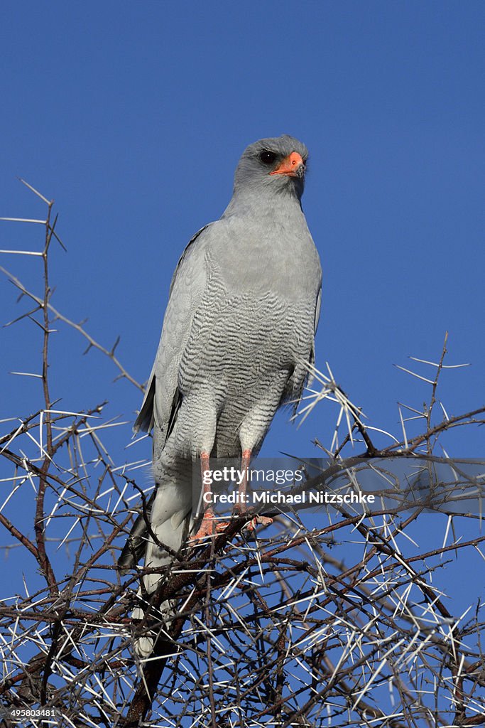 Pale Chanting-Goshawk -Melierax canorus argentior-, Etosha National Park, Namibia