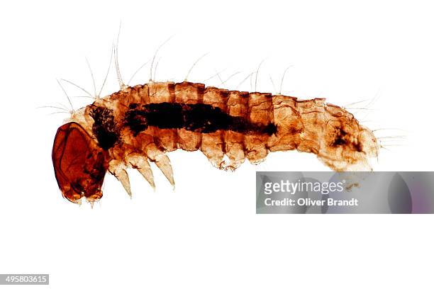 silkworm, larva or caterpillar of the domesticated silkmoth -bombyx mori-, young, thin section, microtome, permanent preparation, photomicrography - micro tome fotografías e imágenes de stock