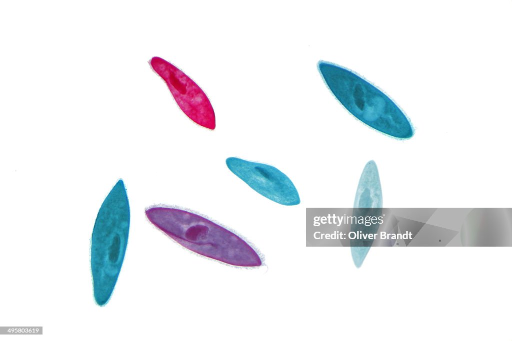 Paramecium -Paramecium-, dyed in different colours, permanent preparation, photomicrography