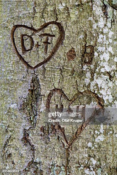 Hearts With The Letters D And F And H And H Carved Into A Tree Bark Bavaria Germany High-Res Stock Photo - Getty Images Hearts With The Letters D And F And H And H Carved Into A Tree Bark Bavaria Germany High-Res Stock Photo - Getty Images