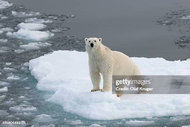 polar bear -ursus maritimus- standing on pack ice, spitsbergen island, svalbard archipelago, svalbard and jan mayen, norway - pack ice stock pictures, royalty-free photos & images