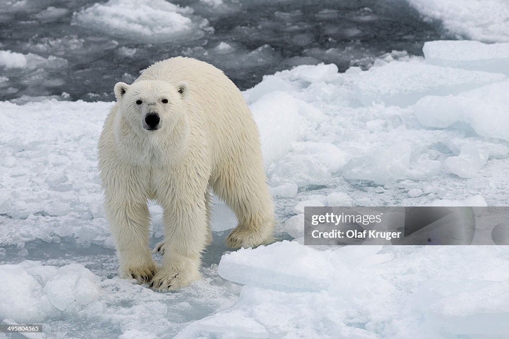 Polar Bear -Ursus maritimus- standing on pack ice, Spitsbergen Island, Svalbard Archipelago, Svalbard and Jan Mayen, Norway
