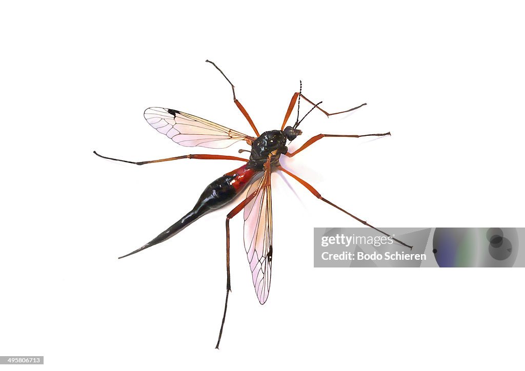 Cranefly species or daddy longlegs -Tipula maxima-, Bavaria, Germany