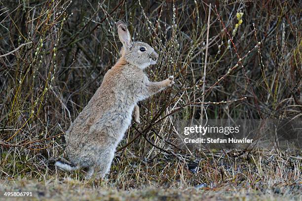 wild rabbit or common rabbit -oryctolagus cuniculus-, feeding on flowering pussy willow -salix sp-, de geul, texel, texel, west frisian islands, province of north holland, the netherlands - saule blanc photos et images de collection