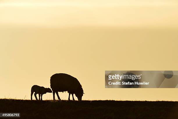 texel sheep, mouflons -ovis orientalis aries-, silhouette of ewe and lamb at dusk, oudeschild, texel, west frisian islands, province of north holland, the netherlands - texel bildbanksfoton och bilder