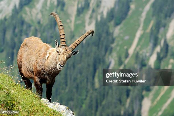 alpine ibex -capra ibex-, bernese oberland, canton of bern, switzerland - alpine ibex stock-fotos und bilder