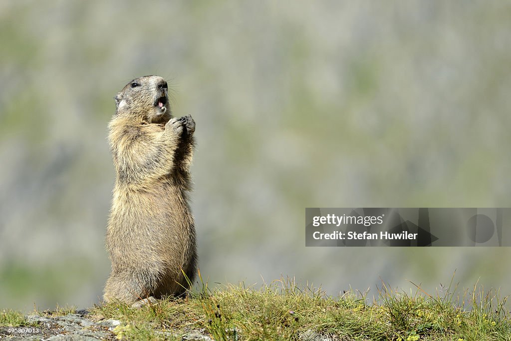 Alpine Marmot -Marmota marmota-, Grossglockner, Hohe Tauern National Park, Tyrol, Austria