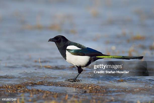 eurasian magpie -pica pica- with a worm in its beak, mazovia, poland - ekster stockfoto's en -beelden