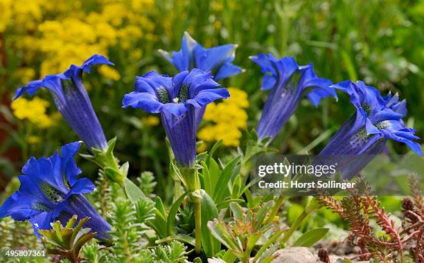 gentian -gentiana clusii- in a rock garden - herbstenzian stock-fotos und bilder