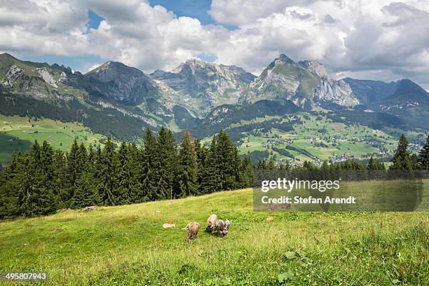 231 Toggenburg Switzerland Stock Photos, High-Res Pictures, and Images Foto & Idee Foto zu 231 Toggenburg Switzerland Stock Photos, High-Res Pictures, and Images