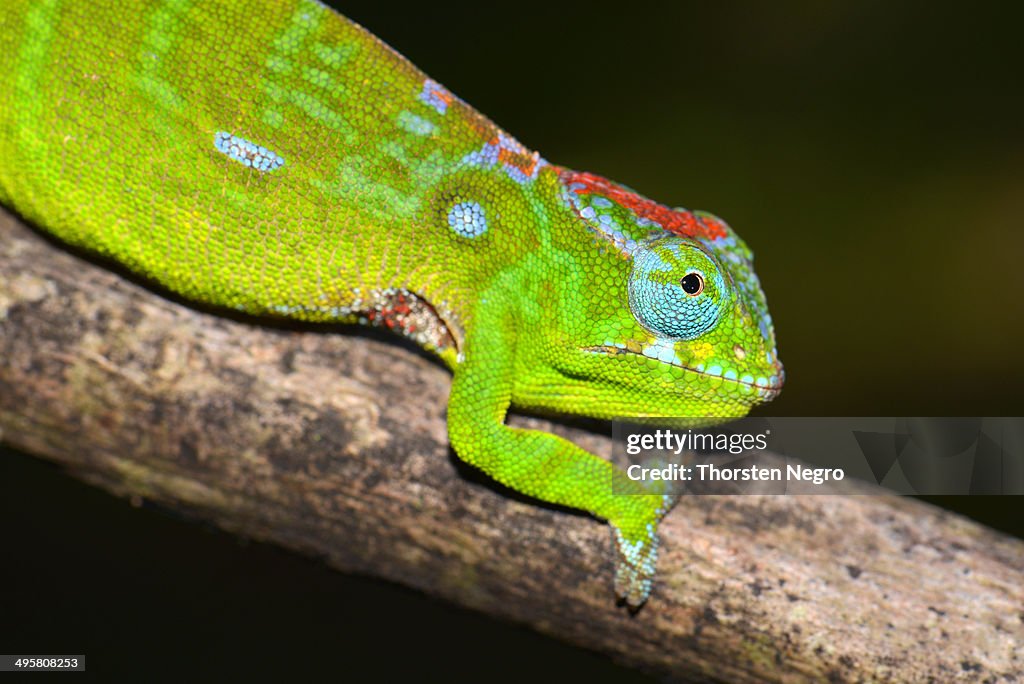 Petter's Chameleon -Furcifer petteri-, coloured to indicate pregnancy, Amber Mountain National Park, Nord-Madagaskar, Madagascar