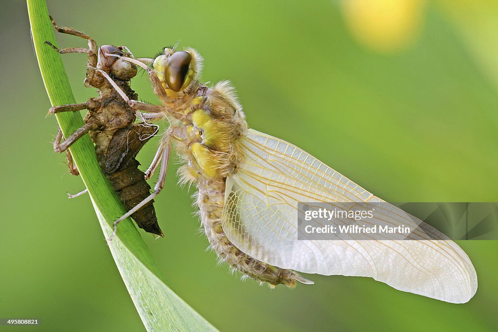 Newly hatched Four-spotted Chaser -Libellula quadrimaculata- with exuviae, North Hesse, Hesse, Germany