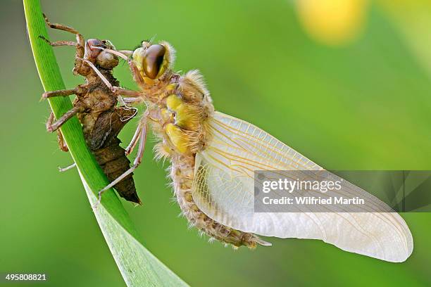 newly hatched four-spotted chaser -libellula quadrimaculata- with exuviae, north hesse, hesse, germany - molting stock pictures, royalty-free photos & images
