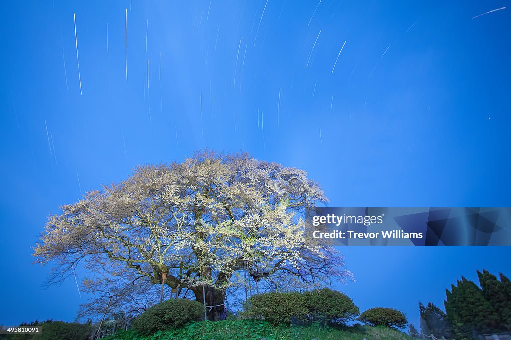 Daigozakura which is a very old cherry tree