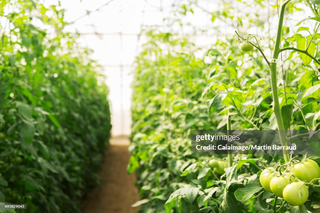 温室でつるに育つグリーントマト