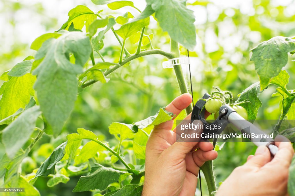 Botaniste mesurant une petite tomate avec étrier en serre